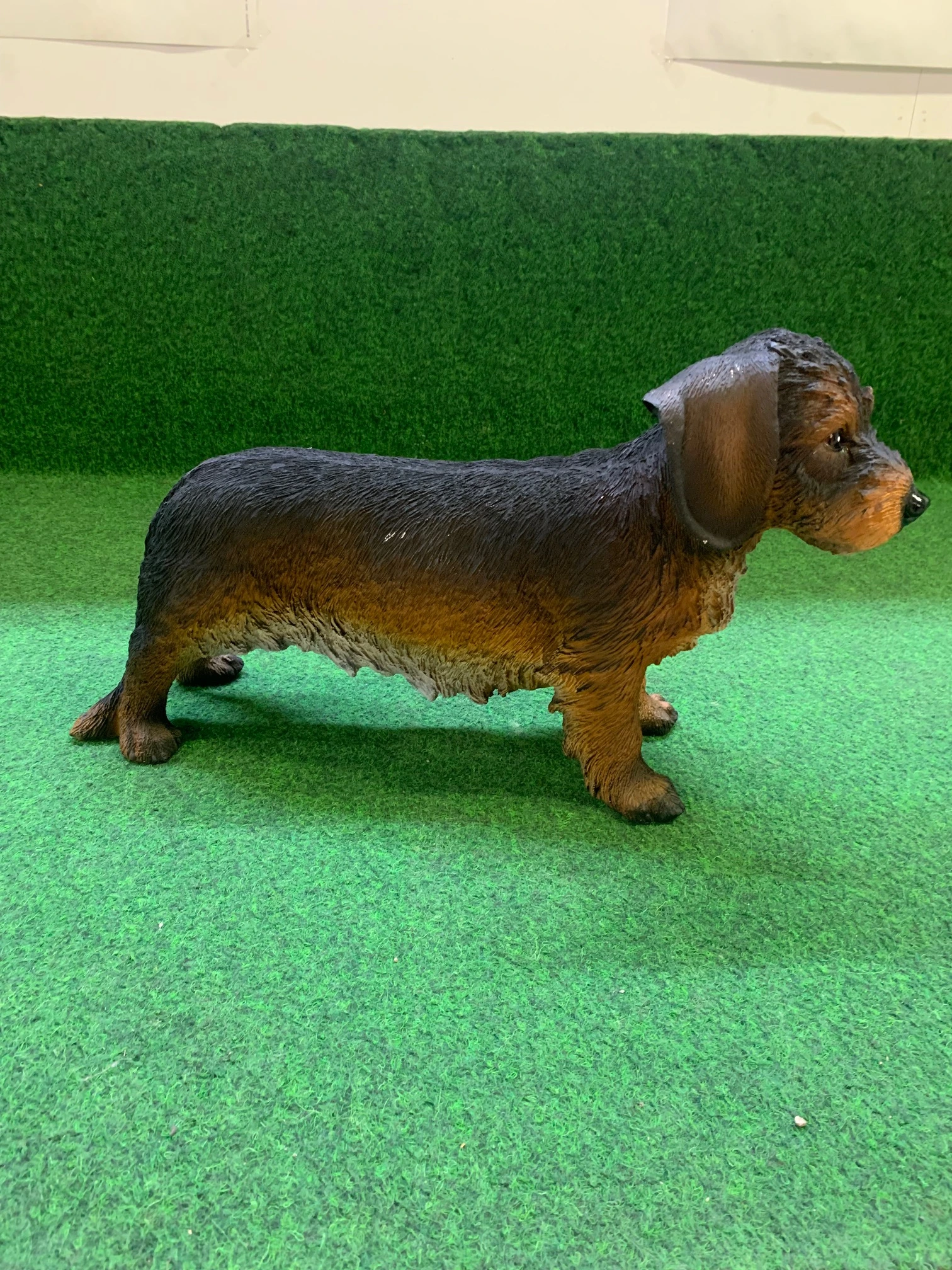 Teckel ruwharig - Afbeelding 3