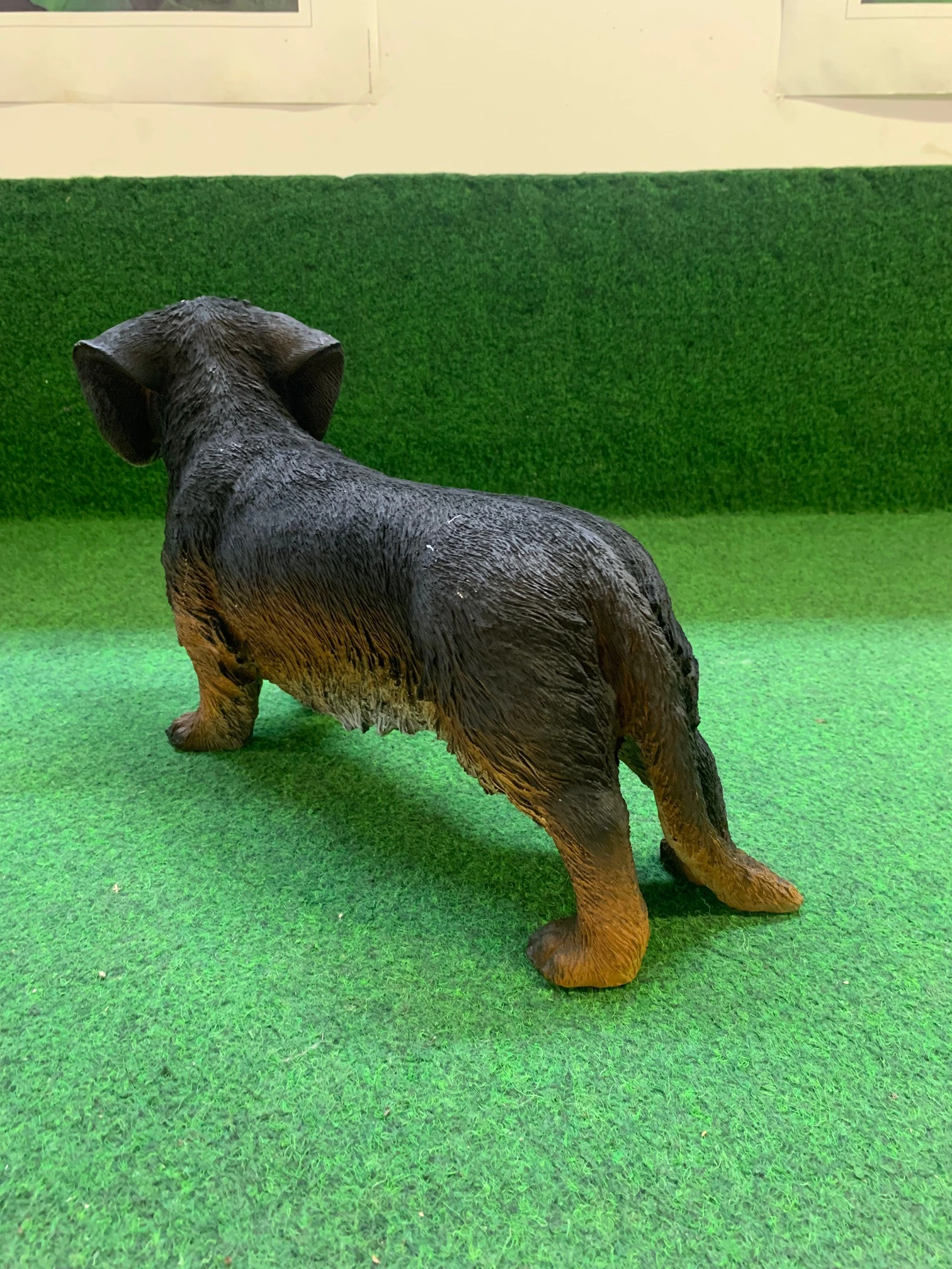 Teckel ruwharig - Afbeelding 2