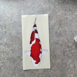 Koi Sticker 3 - Inazuma Kohaku