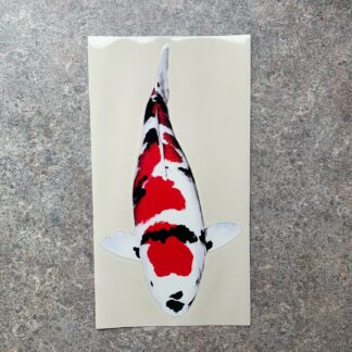 Koi Sticker 4 - Tancho